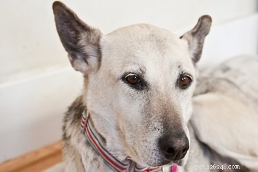Homemade Dog Dry Shampoo: Quick, Safe, and Odor‑Removing