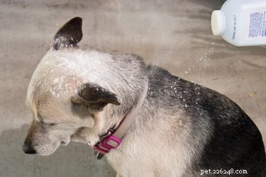 Homemade Dog Dry Shampoo: Quick, Safe, and Odor‑Removing