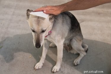 Homemade Dog Dry Shampoo: Quick, Safe, and Odor‑Removing