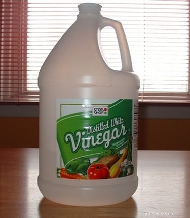 Fast & Effective Home Remedies to Remove Skunk Odor from Your Dog