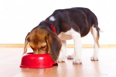 DIY Low-Protein Dog Food: A Trusted Guide for Veterinary‑Recommended Diets