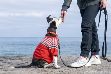 DIY Low-Protein Dog Food: A Trusted Guide for Veterinary‑Recommended Diets