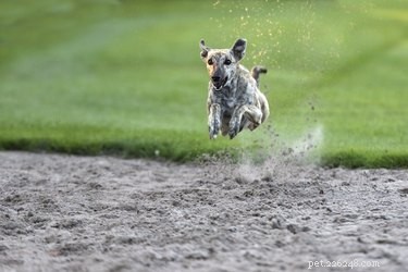 Unveiling the Speed of Dogs: How Fast Can They Really Run?