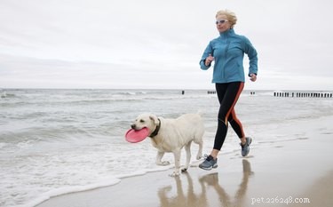 Unveiling the Speed of Dogs: How Fast Can They Really Run?