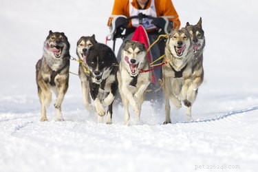 Unveiling the Speed of Dogs: How Fast Can They Really Run?