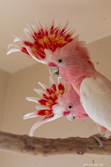 The Science Behind Why Animals Age Faster Than Humans