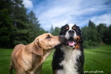 The Science Behind Why Animals Age Faster Than Humans