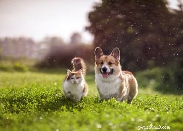 The Science Behind Why Animals Age Faster Than Humans