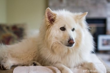 Restore Your White Dog’s Coat to Pristine White: A Proven Grooming Guide