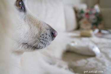 Restore Your White Dog’s Coat to Pristine White: A Proven Grooming Guide