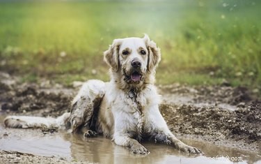 How to Naturally Reduce Your Dog s Odor: Proven Grooming Tips & Homemade Deodorizers