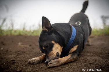 Understanding Why Dogs Chew Their Nails: Causes & Solutions