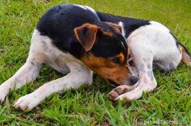 Understanding Why Dogs Chew Their Nails: Causes & Solutions