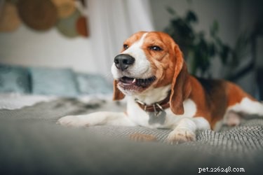 Understanding Why Dogs Chew Their Nails: Causes & Solutions