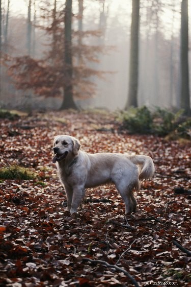 The Cost of Microchipping Your Dog: A Comprehensive Guide