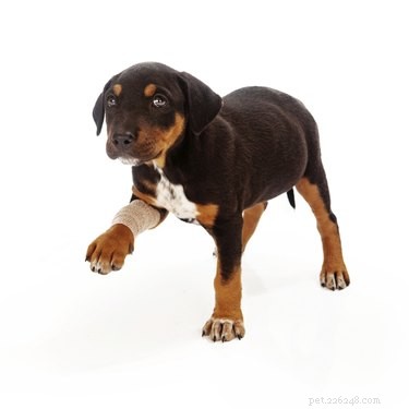 Identifying the Cause of Your Dog’s Limp: A Step‑by‑Step Guide