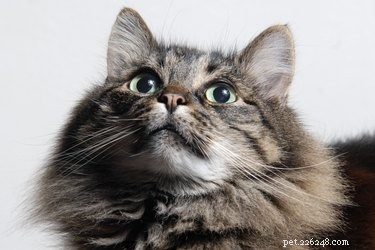 DIY Pet Odor Eliminator: Safe, Homemade Solution for Urine & Feces