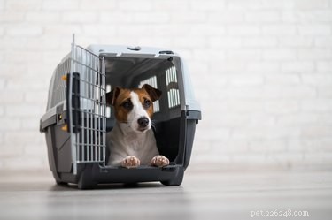Cost of Shipping a Dog Alone by Airplane: What You Need to Know