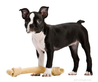 Top Dog Foods for Boston Terriers: Nutrition for Health & Happiness