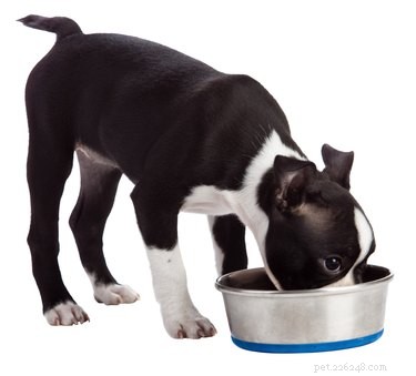 Top Dog Foods for Boston Terriers: Nutrition for Health & Happiness
