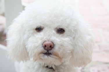 Effective Home Remedies to Eliminate Dog Tear Stains