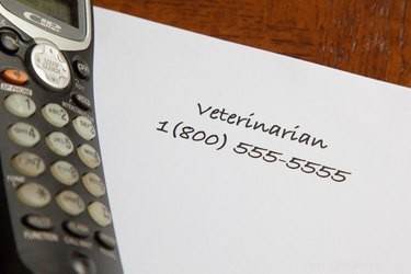 Effective Home Remedies to Eliminate Dog Tear Stains