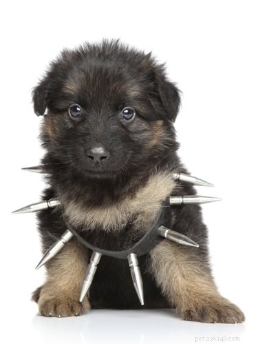Top Dog Foods for German Shepherds: Health, Growth, and Longevity