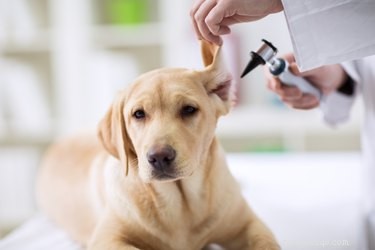 Safe and Effective Ways to Remove Fleas From Your Dog’s Ears