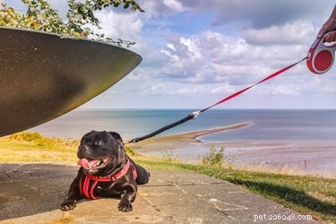 How to Repair a Retractable Dog Leash: A Safe, Step‑by‑Step Guide