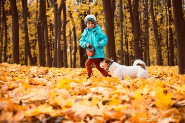How to Repair a Retractable Dog Leash: A Safe, Step‑by‑Step Guide