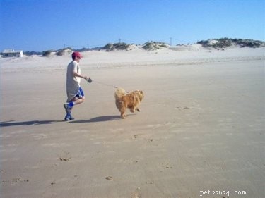 How to Repair a Retractable Dog Leash: A Safe, Step‑by‑Step Guide
