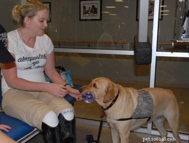 DIY Guide: Crafting Reliable Service Dog Vests for Safety and Compliance