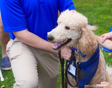 DIY Guide: Crafting Reliable Service Dog Vests for Safety and Compliance