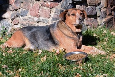 Effective, Non‑Toxic Ways to Keep Birds Out of Your Dog’s Food