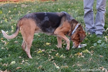 Effective, Non‑Toxic Ways to Keep Birds Out of Your Dog’s Food