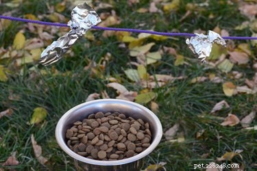 Effective, Non‑Toxic Ways to Keep Birds Out of Your Dog’s Food