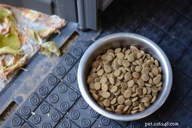 Effective, Non‑Toxic Ways to Keep Birds Out of Your Dog’s Food