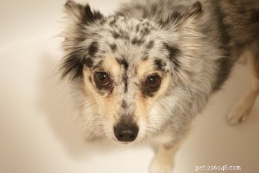 Dry Shampooing Your Dog or Cat: A Step‑by‑Step Guide