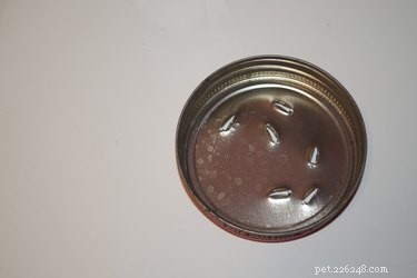 Dry Shampooing Your Dog or Cat: A Step‑by‑Step Guide