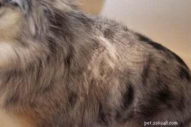 Dry Shampooing Your Dog or Cat: A Step‑by‑Step Guide