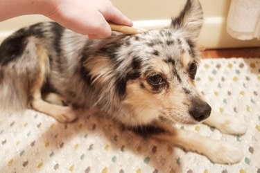 Dry Shampooing Your Dog or Cat: A Step‑by‑Step Guide