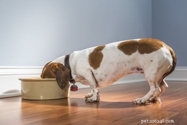 Healthy Homemade Dog Food for Dachshunds: A Practical Guide