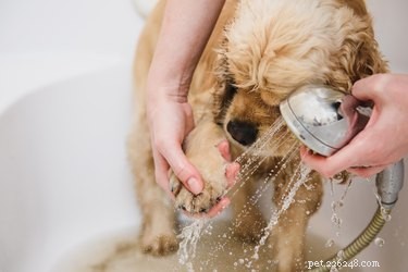 Can You Safely Use Human Shampoo on Your Dog? A Guide to Healthy, Gentle Care