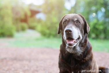 How to Bury a Pet at Home: A Compassionate and Legal Guide