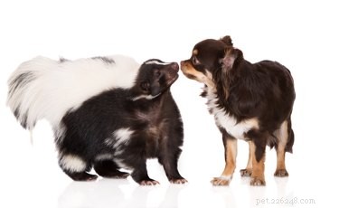 Effective Skunk Odor Removal: Quick DIY Dog Wash