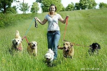 Professional Guide to Running a Dog Kennel: Essentials & Best Practices