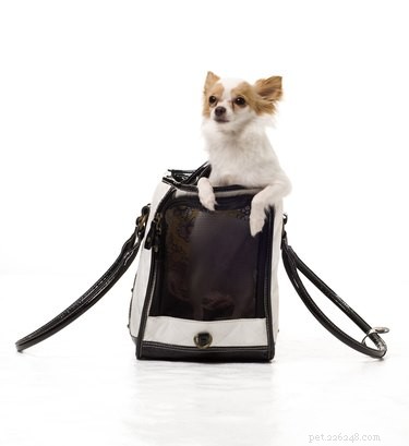 DIY Dog Carrier Purses: Build a Comfortable & Secure Travel Bag
