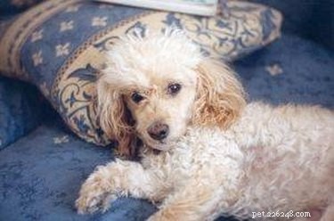 Straightening Your Dog’s Curly Coat Safely: A Step-by-Step Guide
