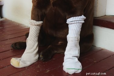 DIY Dog Boot Fabrication: A Complete Step‑by‑Step Guide