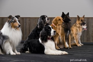 DIY Dog Hair Detangler: Simple Homemade Formula for Long‑Haired Pets